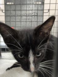 Shelter Stray Female Cat last seen Near Maximillion St, 70802, LA, 2550 Gourrier Ave, Baton Rouge, LA 70820, USA
