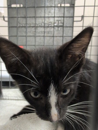 Shelter Stray Female Cat last seen Near Maximillion St, 70802, LA, 2550 Gourrier Ave, Baton Rouge, LA 70820, USA