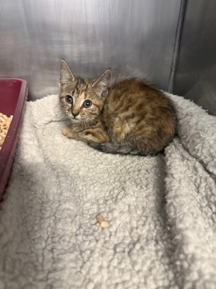 Shelter Stray Female Cat last seen Colours Stray, Carolina Colors, NC, 1639 Old Airport Rd, New Bern, NC 28562, USA