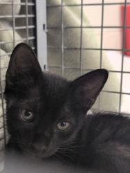 Shelter Stray Male Cat last seen Near Maximillion St, 70802, LA, 2550 Gourrier Ave, Baton Rouge, LA 70820, USA