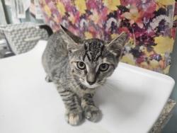 Shelter Stray Female Cat last seen Prouty ST Toledo 43609, Lucas County, OH, 827 Illinois Ave, Maumee, OH 43537, USA