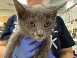 Shelter Stray Female Cat last seen Prouty ST Toledo 43609, Lucas County, OH, 827 Illinois Ave, Maumee, OH 43537, USA