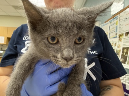 Shelter Stray Female Cat last seen Prouty ST Toledo 43609, Lucas County, OH, 827 Illinois Ave, Maumee, OH 43537, USA