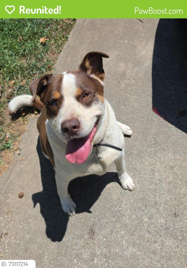 Reunited Male Dog last seen Maxie Ave, Greenville, SC 29611