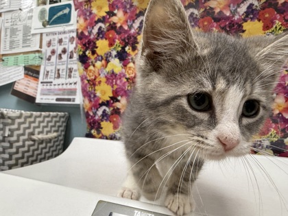 Shelter Stray Male Cat last seen Prouty ST Toledo 43609, Lucas County, OH, 827 Illinois Ave, Maumee, OH 43537, USA
