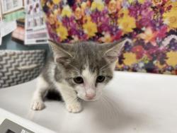 Shelter Stray Male Cat last seen Prouty ST Toledo 43609, Lucas County, OH, 827 Illinois Ave, Maumee, OH 43537, USA