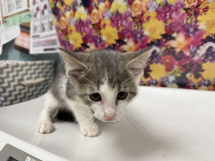 Shelter Stray Male Cat last seen Prouty ST Toledo 43609, Lucas County, OH, 827 Illinois Ave, Maumee, OH 43537, USA