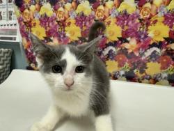 Shelter Stray Female Cat last seen Prouty ST Toledo 43609, Lucas County, OH, 827 Illinois Ave, Maumee, OH 43537, USA