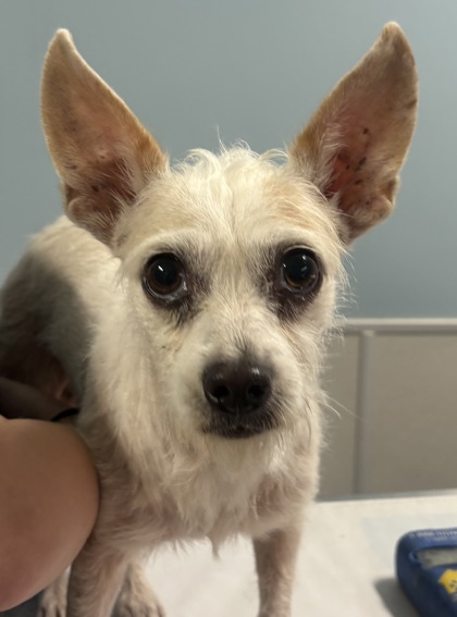 Shelter Stray Female Dog last seen ROGERS AVE AND I35, San Antonio, TX, 4804 Fredericksburg Rd, San Antonio, TX 78229, USA