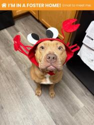 Shelter Stray Female Dog last seen Near E 30th St Balt., MD 21218, 21218, MD, 301 Stockholm St, Baltimore, MD 21230, USA