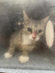 Shelter Stray Unknown Cat last seen 900-blk. Barrymore Ln., Duncanville, TX, 1150 E Pleasant Run Rd, Cedar Hill, TX 75104, USA