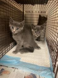 Shelter Stray Unknown Cat last seen Near James Collins Blvd., Duncanville, TX, 1150 E Pleasant Run Rd, Cedar Hill, TX 75104, USA