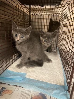 Shelter Stray Unknown Cat last seen Near James Collins Blvd., Duncanville, TX, 1150 E Pleasant Run Rd, Cedar Hill, TX 75104, USA