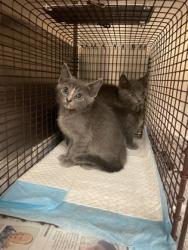 Shelter Stray Unknown Cat last seen Near James Collins Blvd., Duncanville, TX, 1150 E Pleasant Run Rd, Cedar Hill, TX 75104, USA