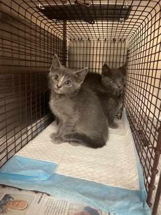 Shelter Stray Unknown Cat last seen Near James Collins Blvd., Duncanville, TX, 1150 E Pleasant Run Rd, Cedar Hill, TX 75104, USA