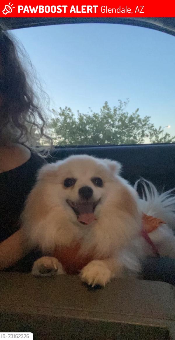 Lost Female Dog last seen 55th ave northern, Glendale, AZ 85302