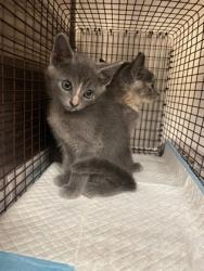 Shelter Stray Unknown Cat last seen Near James Collins Blvd., Duncanville, TX, 1150 E Pleasant Run Rd, Cedar Hill, TX 75104, USA