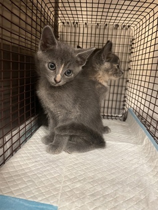Shelter Stray Unknown Cat last seen Near James Collins Blvd., Duncanville, TX, 1150 E Pleasant Run Rd, Cedar Hill, TX 75104, USA
