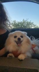 Lost Female Dog last seen 55th ave northern, Glendale, AZ 85302