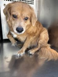 Shelter Stray Female Dog last seen Near FOREST CREEK DR, South District, TX, 355 Hillshire Dr, Haslet, TX 76052, USA