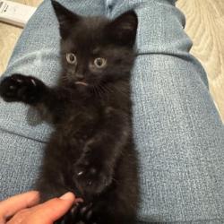 Shelter Stray Male Cat last seen Near blk. Fern Drive, Sun Prairie, City of, WI, 5132 Voges Rd, Madison, WI 53718, USA