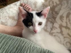 Shelter Stray Female Cat last seen Alexandria, VA, 22301, CustisAve/MtVernonAve, Alexandria City, VA, 4500 West Ox Rd, Fairfax, VA 22030, USA