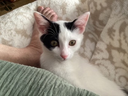 Shelter Stray Female Cat last seen Alexandria, VA, 22301, CustisAve/MtVernonAve, Alexandria City, VA, 4500 West Ox Rd, Fairfax, VA 22030, USA