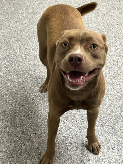 Shelter Stray Female Dog last seen Near Schubert rd, City of Knoxville GP, TN, 3201 Division St, Knoxville, TN 37919, USA