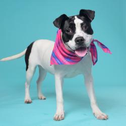 Shelter Stray Female Dog last seen Near Diamond Bluff, Union City, GA, 1251 Fulton Industrial Blvd NW, Atlanta, GA 30336, USA