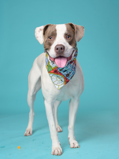 Shelter Stray Male Dog last seen Near Donald Lee hollowell pkway NW, Atlanta, GA, 1251 Fulton Industrial Blvd NW, Atlanta, GA 30336, USA