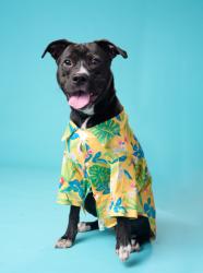 Shelter Stray Male Dog last seen Near CASCADE KNOLLS DR SW, Atlanta, GA, 1251 Fulton Industrial Blvd NW, Atlanta, GA 30336, USA