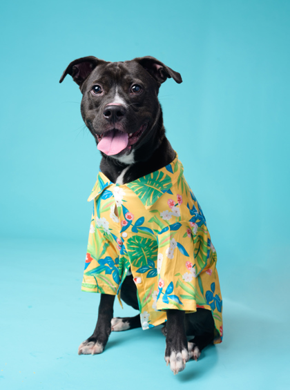 Shelter Stray Male Dog last seen Near CASCADE KNOLLS DR SW, Atlanta, GA, 1251 Fulton Industrial Blvd NW, Atlanta, GA 30336, USA