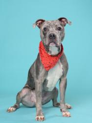 Shelter Stray Male Dog last seen Near Jonesboro Road SE, Atlanta, GA, 1251 Fulton Industrial Blvd NW, Atlanta, GA 30336, USA