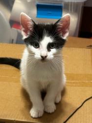 Shelter Stray Female Cat last seen Near Chamblee Dunwoody Rd, Chamblee, GA 30341, 30341, GA, 3280 Chamblee Dunwoody Rd, Chamblee, GA 30341, USA