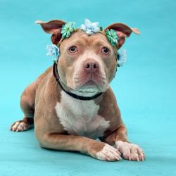 Shelter Stray Female Dog last seen Near Griffin St., Atlanta, GA, 1251 Fulton Industrial Blvd NW, Atlanta, GA 30336, USA