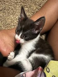 Shelter Stray Female Cat last seen Near Chamblee Dunwoody Rd, Chamblee, GA 30341, 30341, GA, 3280 Chamblee Dunwoody Rd, Chamblee, GA 30341, USA