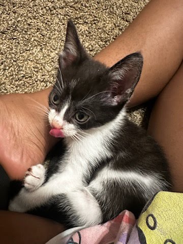 Shelter Stray Female Cat last seen Near Chamblee Dunwoody Rd, Chamblee, GA 30341, 30341, GA, 3280 Chamblee Dunwoody Rd, Chamblee, GA 30341, USA