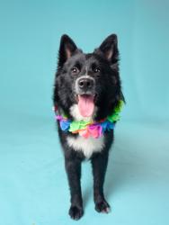 Shelter Stray Male Dog last seen Near Holcomb Ferry Rd., Roswell, GA, 1251 Fulton Industrial Blvd NW, Atlanta, GA 30336, USA