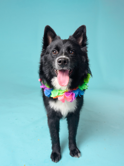 Shelter Stray Male Dog last seen Near Holcomb Ferry Rd., Roswell, GA, 1251 Fulton Industrial Blvd NW, Atlanta, GA 30336, USA