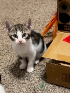 Shelter Stray Female Cat last seen Near Chamblee Dunwoody Rd, Chamblee, GA 30341, 30341, GA, 3280 Chamblee Dunwoody Rd, Chamblee, GA 30341, USA