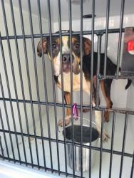 Shelter Stray Male Dog last seen Near old national hwy, South Fulton, GA, 1251 Fulton Industrial Blvd NW, Atlanta, GA 30336, USA