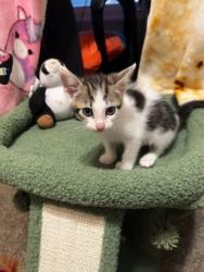 Shelter Stray Female Cat last seen Near Chamblee Dunwoody Rd, Chamblee, GA 30341, 30341, GA, 3280 Chamblee Dunwoody Rd, Chamblee, GA 30341, USA