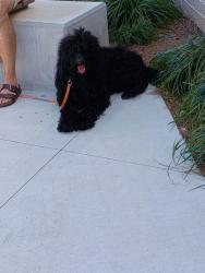 Shelter Stray Male Dog last seen Near Moreland Ave SE,, Atlanta, GA, 1251 Fulton Industrial Blvd NW, Atlanta, GA 30336, USA