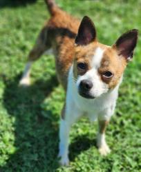 Shelter Stray Male Dog last seen Near County Farm Rd, PICKENS COUNTY, SC, 193 County Farm Rd, Pickens, SC 29671, USA