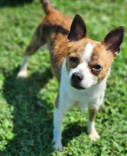 Shelter Stray Male Dog last seen Near County Farm Rd, PICKENS COUNTY, SC, 193 County Farm Rd, Pickens, SC 29671, USA