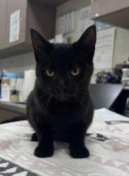 Shelter Stray Female Cat last seen Pebble Brook Blvd and Westfield Rd, HC Strays by Out of County Residents, IN, 10501 Hague Rd, Fishers, IN 46038, USA