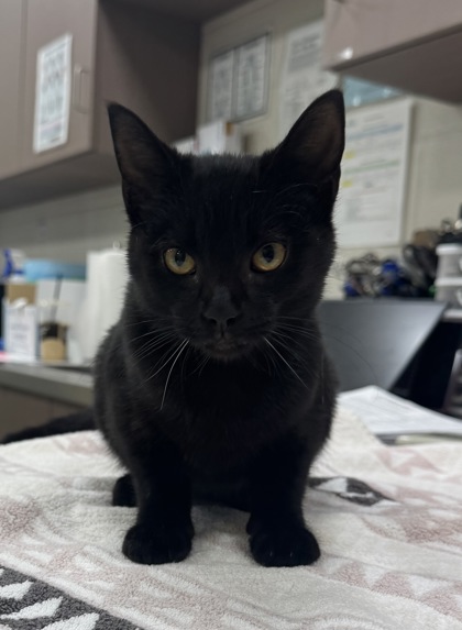 Shelter Stray Female Cat last seen Pebble Brook Blvd and Westfield Rd, HC Strays by Out of County Residents, IN, 10501 Hague Rd, Fishers, IN 46038, USA