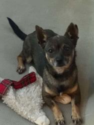 Shelter Stray Female Dog last seen Ave 15 and Rd 29, Madera County, CA, 205 Tozer St, Madera, CA 93638, USA