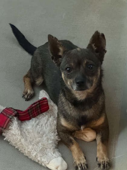 Shelter Stray Female Dog last seen Ave 15 and Rd 29, Madera County, CA, 205 Tozer St, Madera, CA 93638, USA