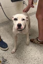 Shelter Stray Female Dog last seen Near 112 E 97th Street, 64131, MO, 7077 Elmwood Ave, Kansas City, MO 64132, USA